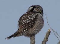 Hawk owl.jpg