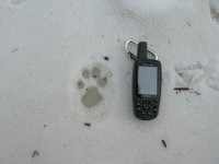 Lynx footprint.jpg