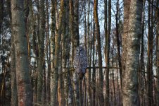 Great grey Owl from Belarusian part of Białowieża Forest.jpg