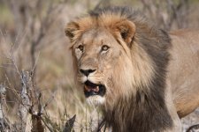 African Lion (29).JPG