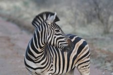 Plains Zebra.JPG