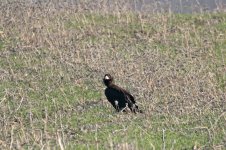 Black-Vulture-(3)-800web.jpg