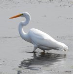Great Egret (Orangeville Reservoir) 5..jpg