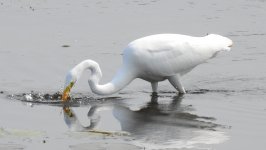 Great Egret (Orangeville Reservoir) 6. .JPG