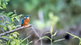 kingfisher-A.jpg