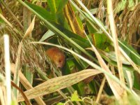 harvest mouse 3 small.JPG