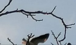 Black-winged kite Tsiknias ford to Kerami track 181120 c Thekla Koukourouvli 2.jpg