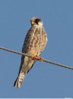 Falco vespertinus - Red - footed falcon juvenile - Styianos Zannetos Metochi Lesvos 170920.JPG