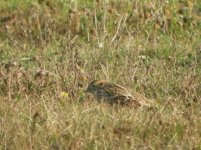 Isles of Scilly Lapland Bunting 1.jpg