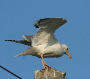 pontic gull