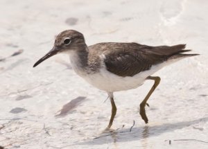 Spotted Sandpiper (Winter Plumage)