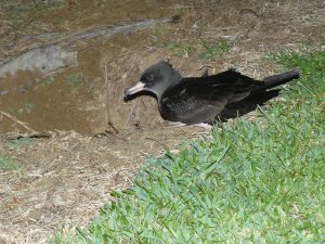 Flesh-footed Shearwater in front of its burrow.