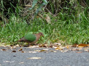 Emerald Dove from Lord Howe Island