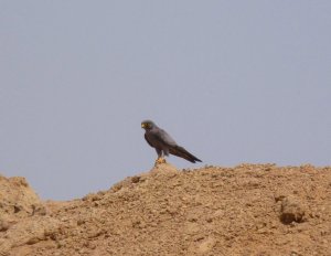 Sooty Falcon at Ras Muhammed National Park