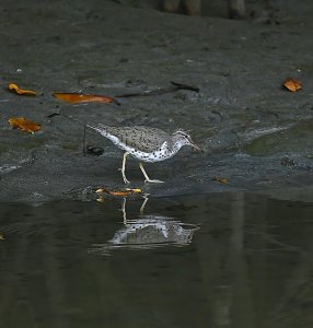 Spotted Sandpiper (breeding plumage)