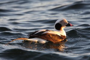 Long-tailed Duck at sunset