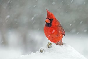 Cardinal in a Snowstorm
