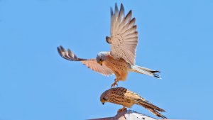 Falco naumanni  Lesser kestrel