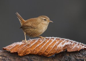 Wren. A Touch of Frost