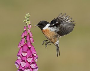 Stonechat and Foxglove