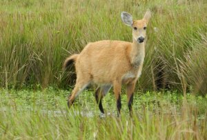 Marsh Deer hind