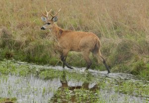Marsh Deer stag