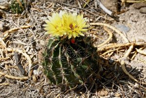 Miniature Barrel Cactus