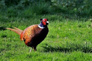 Ring Necked Pheasant Male
