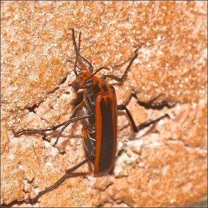 Red-margined Blister Beetle