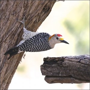 Golden-fronted Woodpecker (male)