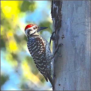Ladder-backed Woodpecker (male)