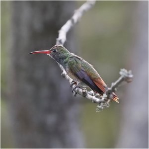 Buff-bellied Hummingbird (female)