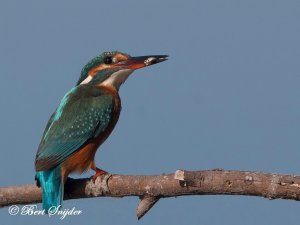 Common Kingfisher Portugal