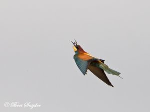 European Bee-eater Portugal