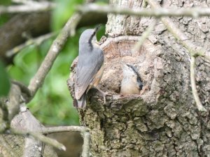Nuthatch about to fledge !