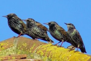 Starlings on parade!