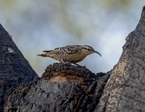 Indian Spotted Creeper