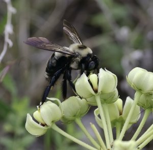 Eastern Carpenter Bee on Antelope Horns Milkweed