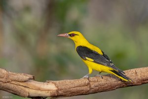 Indian Golden Oriole - male