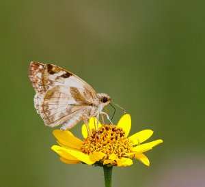 Laviana White-Skipper(closed wing)