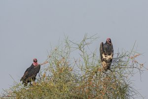 Red-headed Vultures