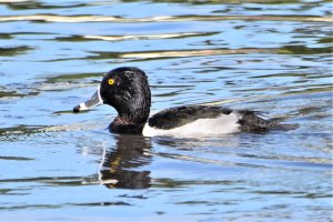 Ring-necked Duck Male