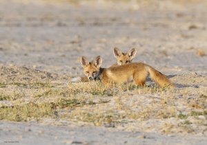 Desert Fox puppies