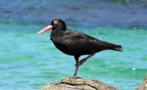 Sooty Oystercatcher 'opthalmicus'
