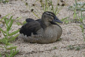 Knob-billed Duck Juvenile