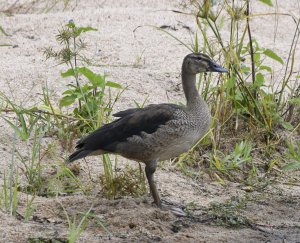 Juvenile Knob-billed Duck