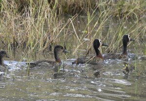 A White-faced Whistling-Duck family get together