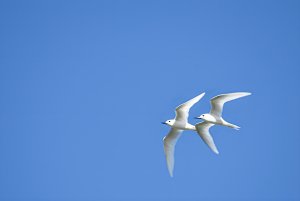 Fairy Terns in flight