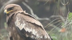 Raptor-196 : Steppe Eagle : closeup : Amazing Wildlife of India by Renu Tewari and Alok Tewari