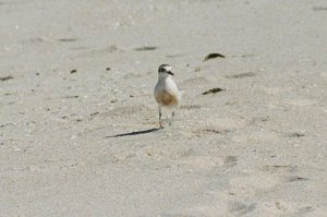 Red-Breasted Plover, or New Zealand Dotterel